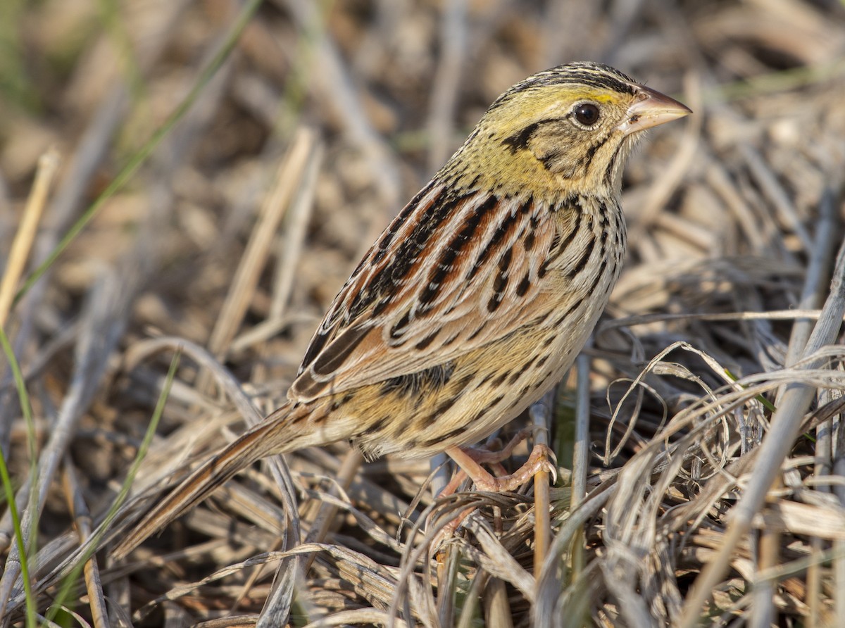 Henslow's Sparrow - ML230275711