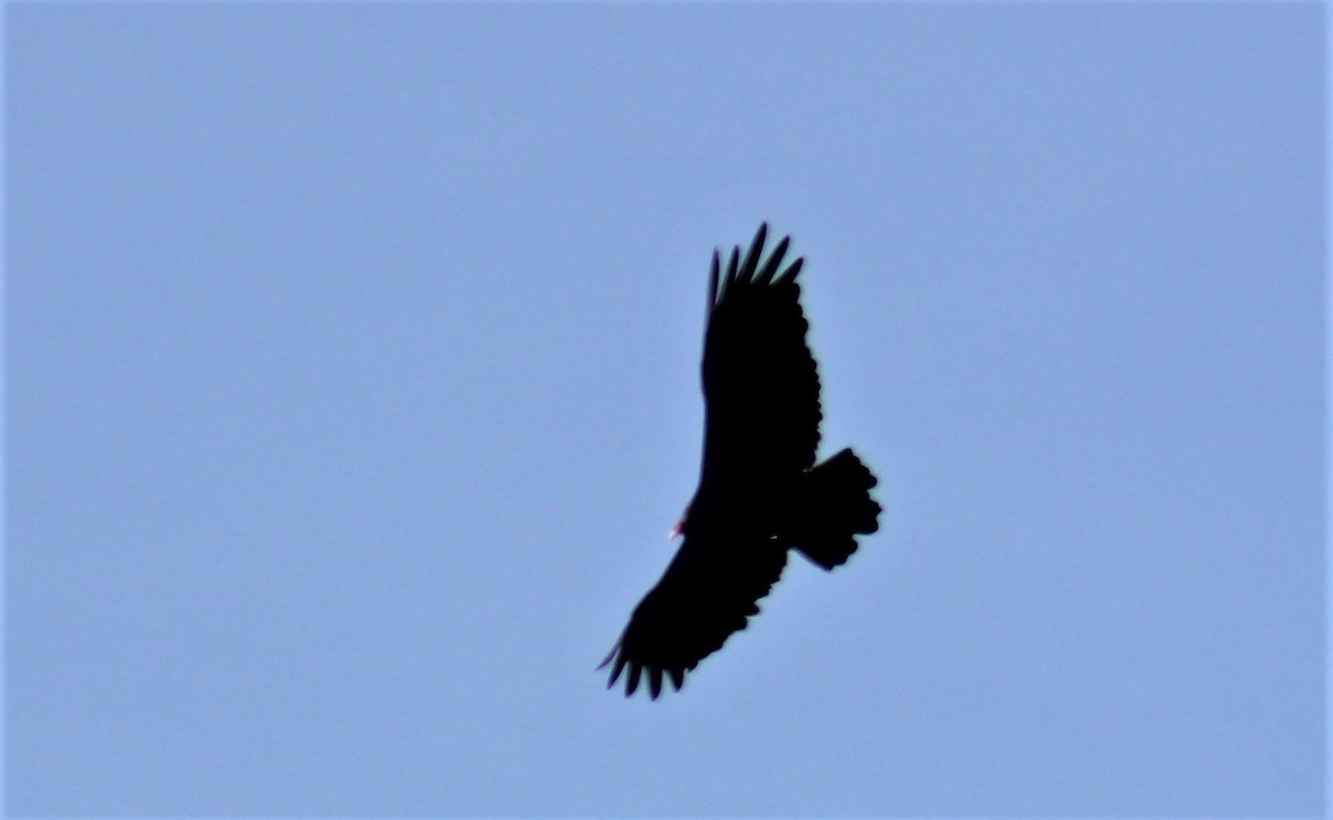 Turkey Vulture - ML230276461
