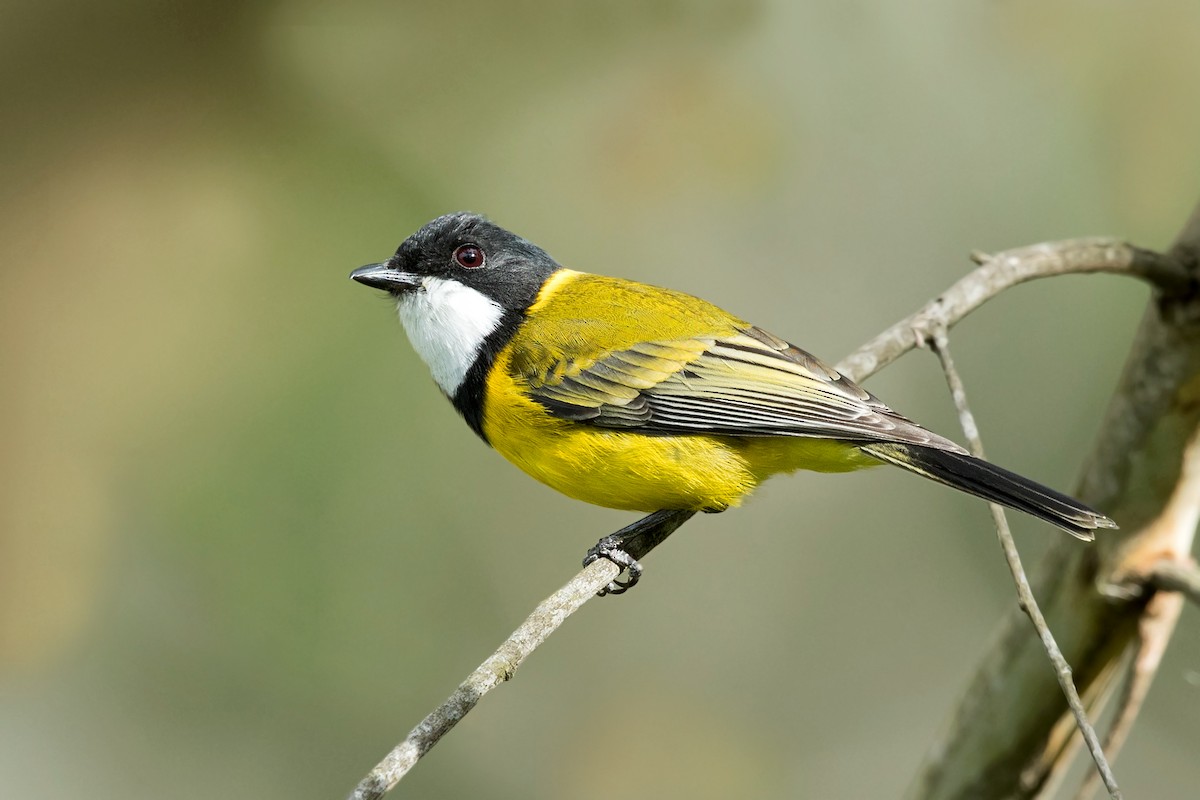 Golden Whistler (Eastern) - David Irving