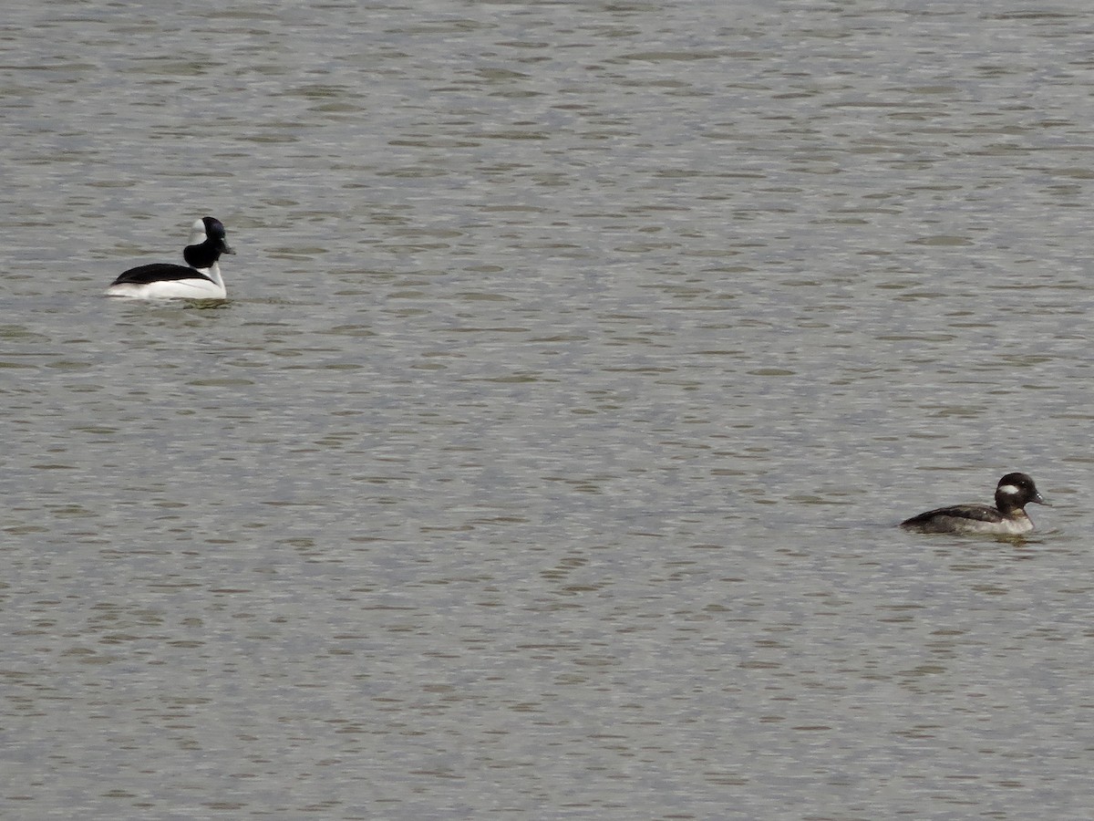 Bufflehead - ML230278531