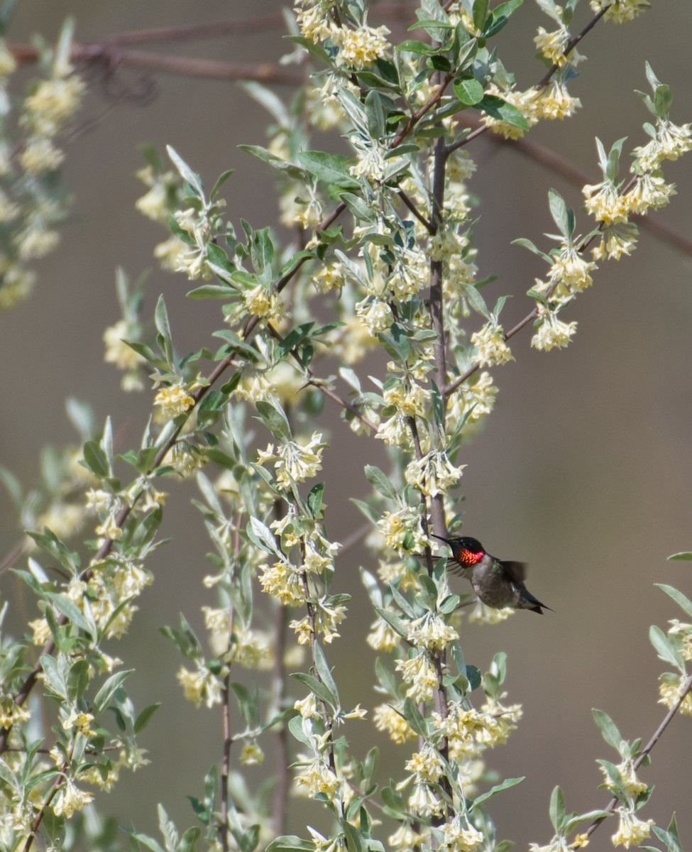 Ruby-throated Hummingbird - ML230279021