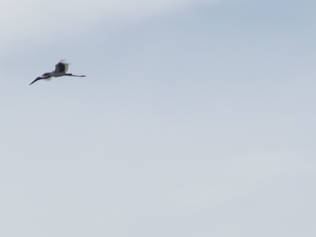 Black-necked Stork - ML23027941