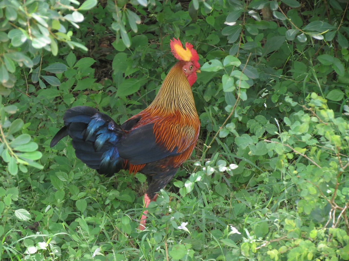 Sri Lanka Junglefowl - ML23027951