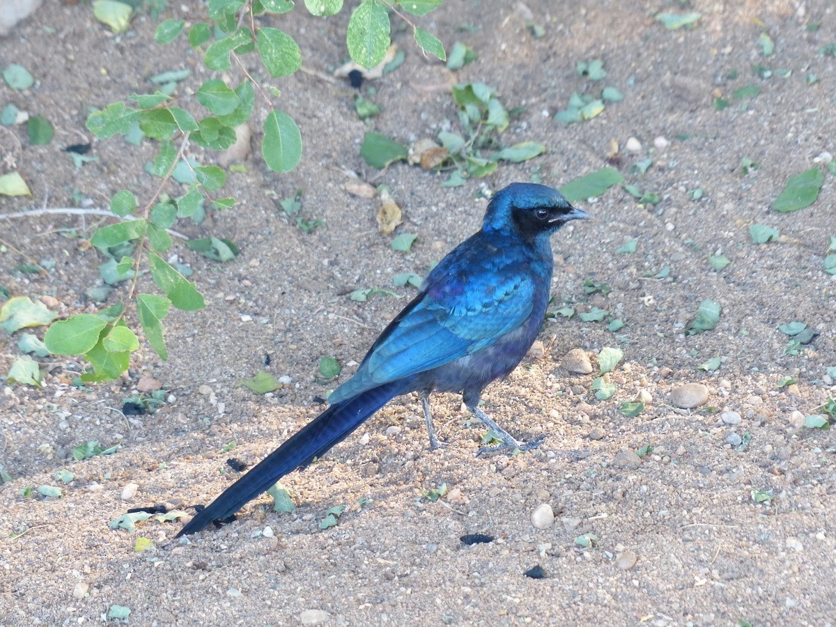 Meves's Starling - Andy Frank