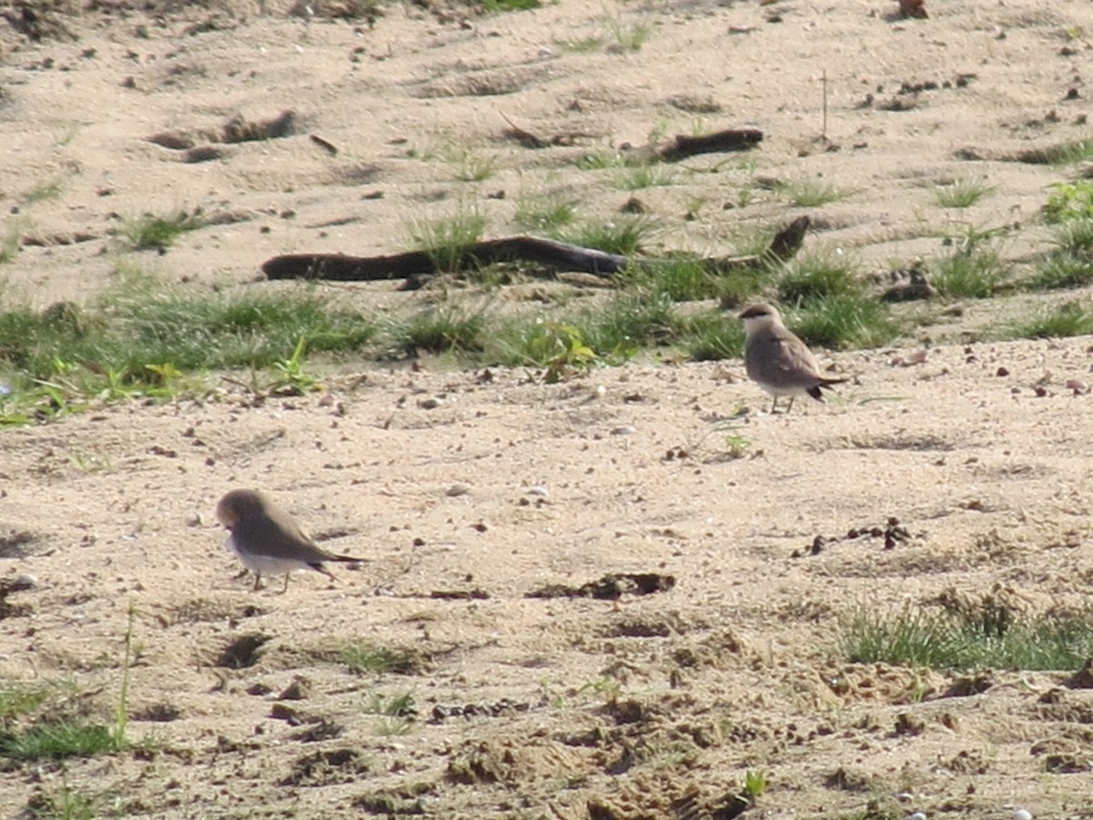 Small Pratincole - ML23027991