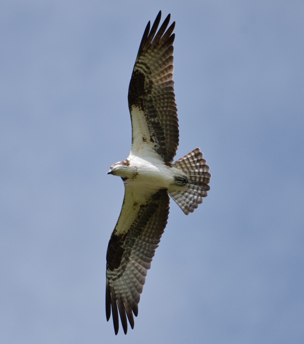 Águila Pescadora - ML230280041