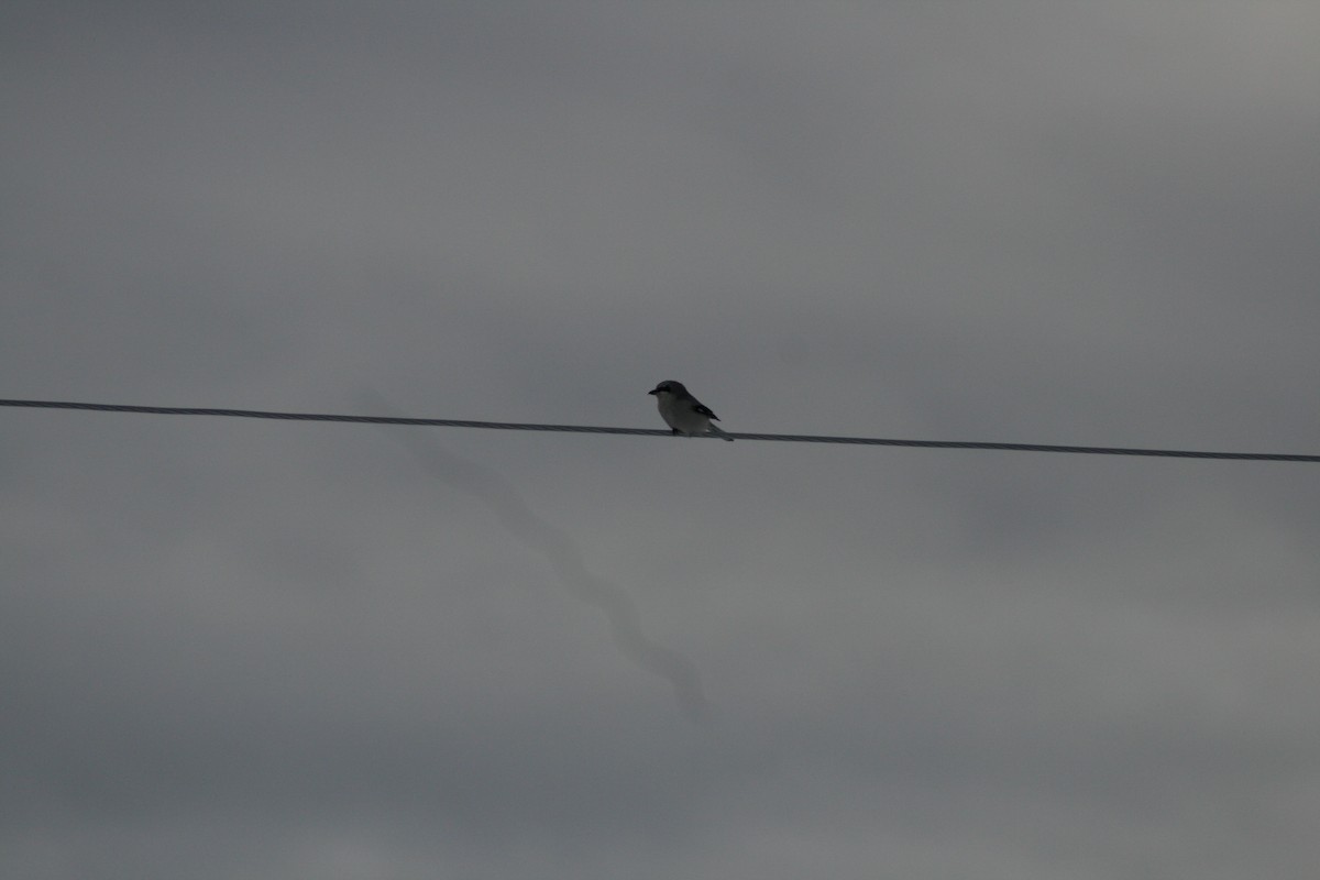 חנקן צפוני - ML23028021