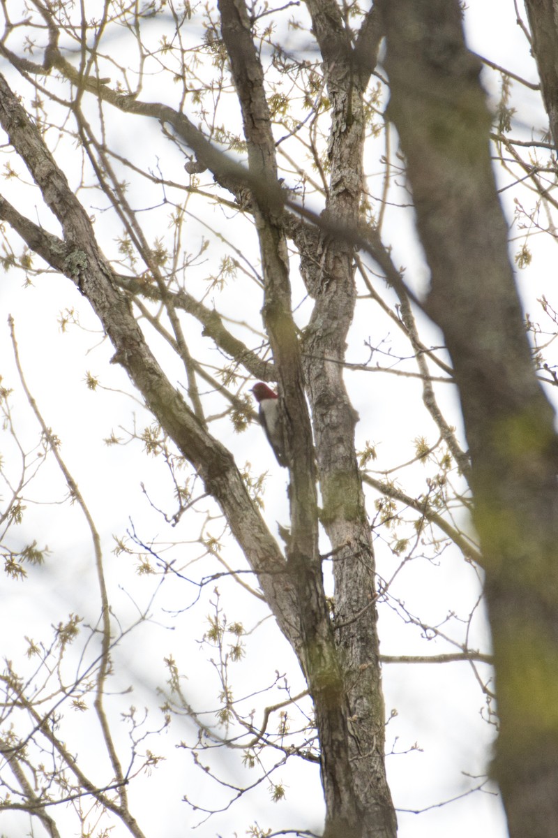 Pic à tête rouge - ML230280431