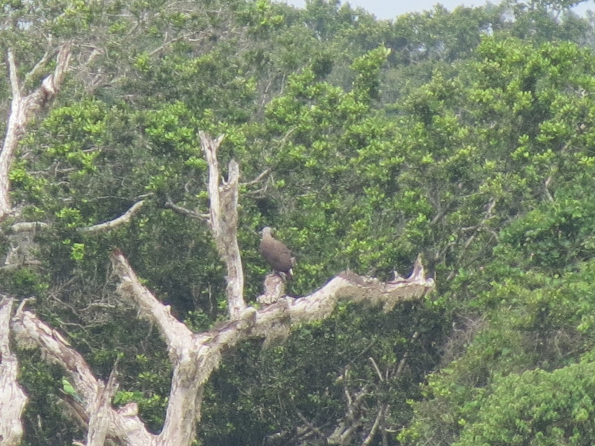 Gray-headed Fish-Eagle - ML23028061