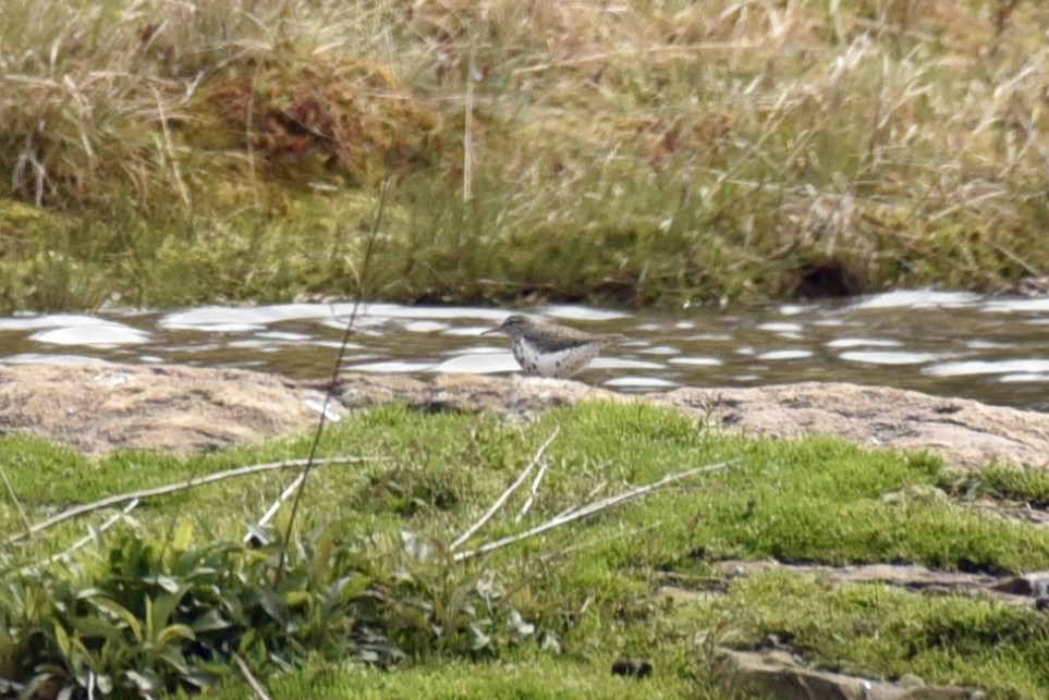 Spotted Sandpiper - ML230280691