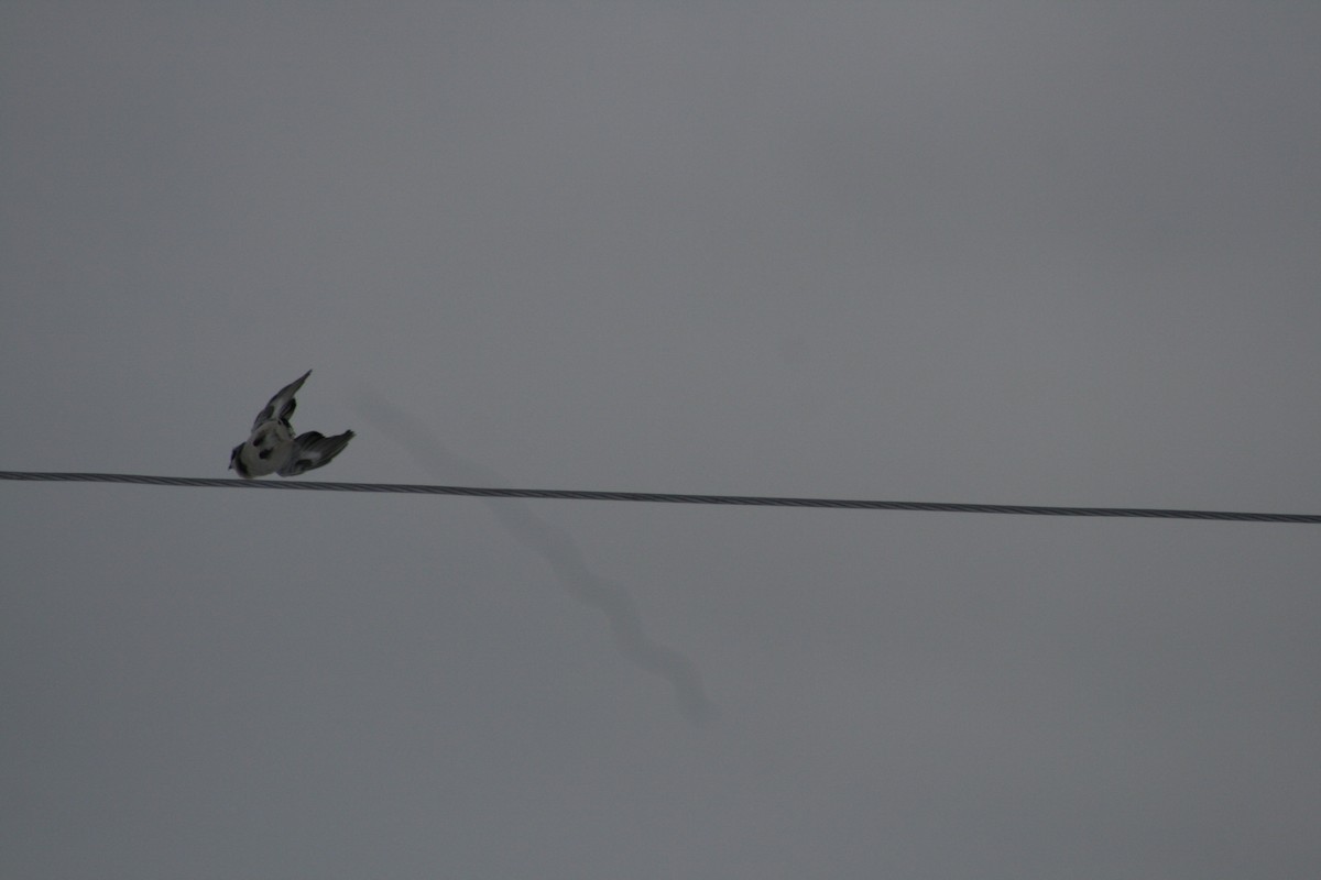 חנקן צפוני - ML23028071