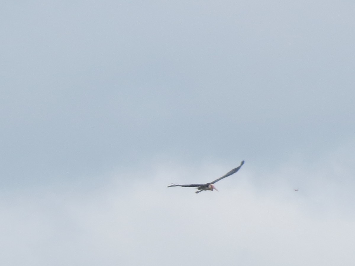 Lesser Adjutant - ML23028081