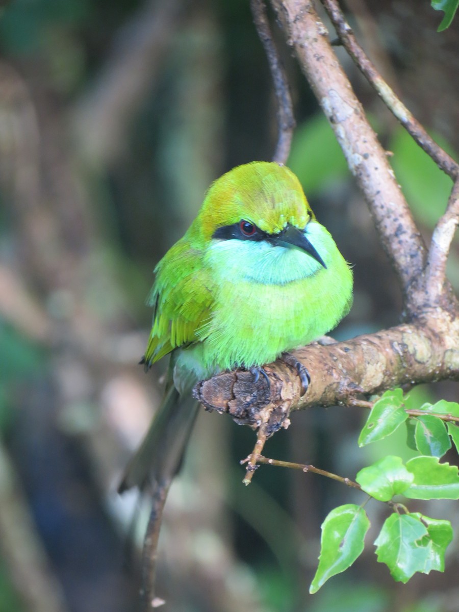 Asian Green Bee-eater - ML23028111