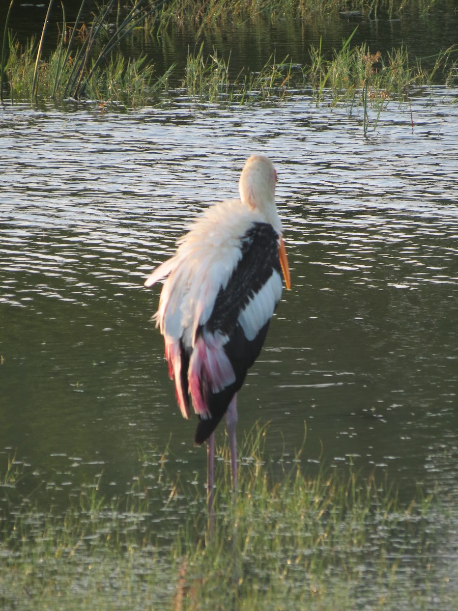 Painted Stork - ML23028141