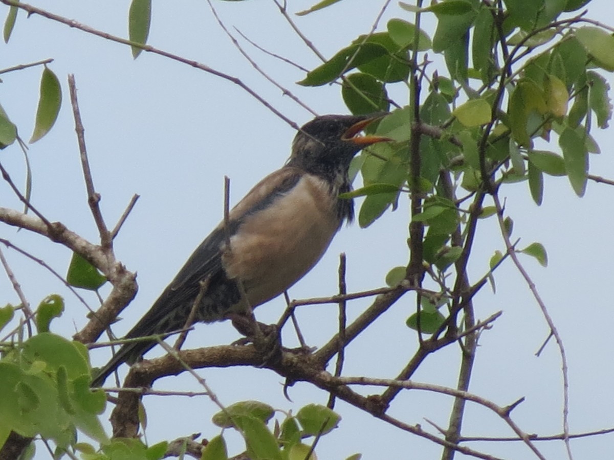 Rosy Starling - ML23028161