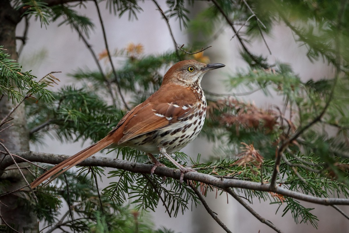 Brown Thrasher - ML230281631