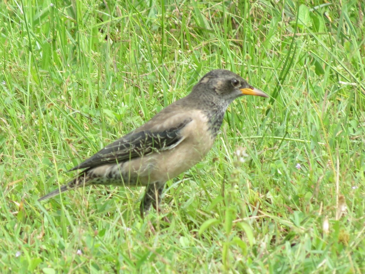 Rosy Starling - ML23028171