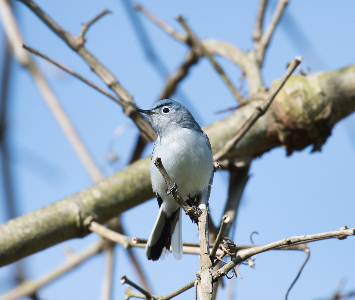 Gobemoucheron gris-bleu - ML230282211