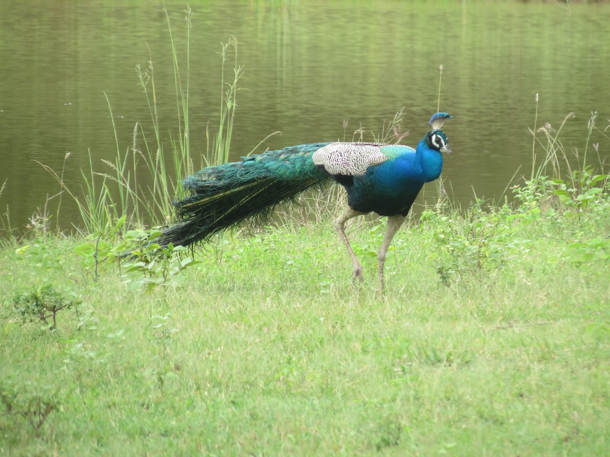 Indian Peafowl - ML23028261