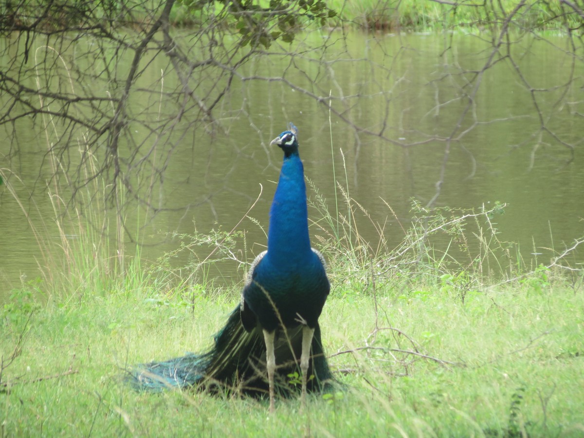 Indian Peafowl - ML23028271