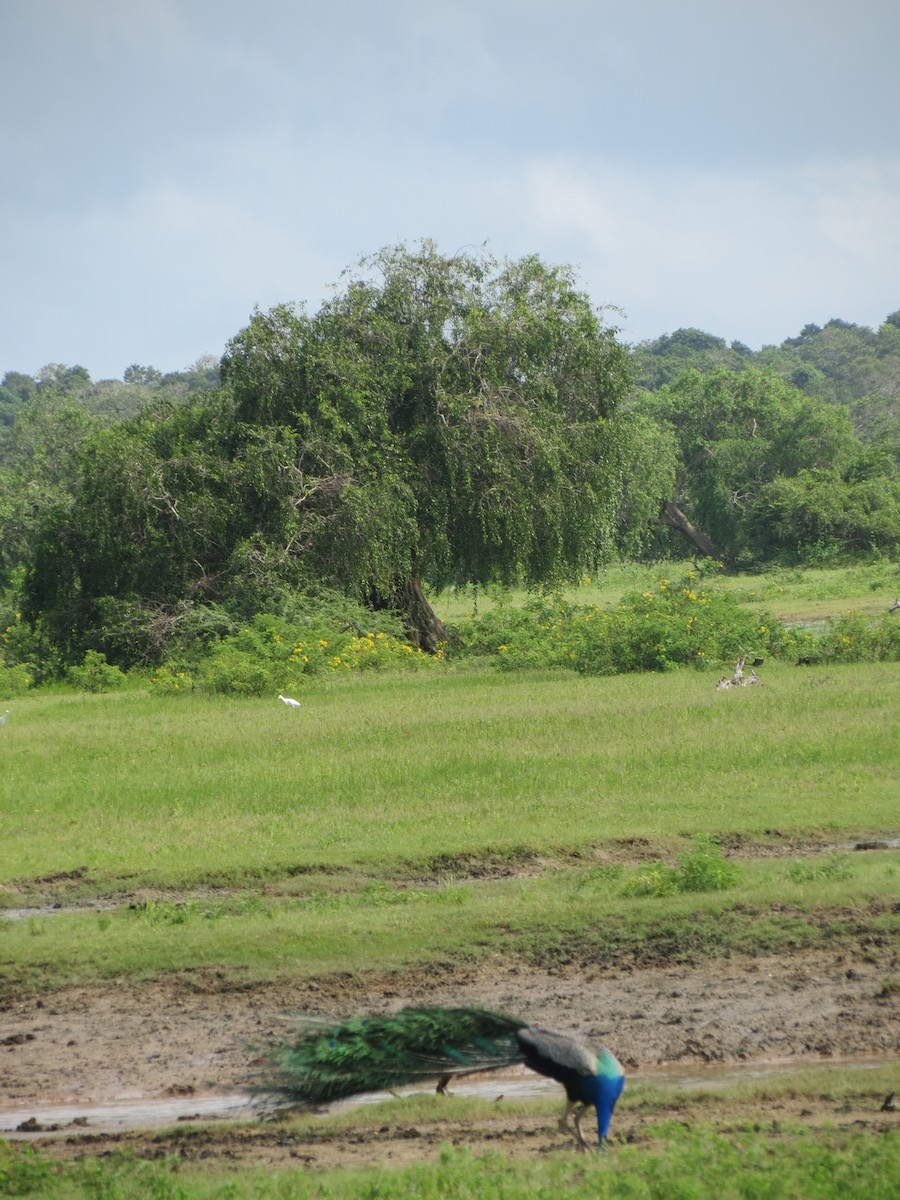 Indian Peafowl - ML23028281