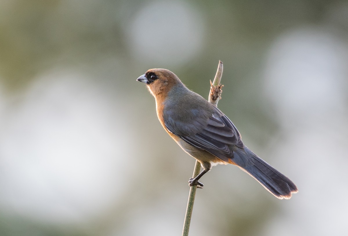 Cinnamon Tanager - Giovan Alex