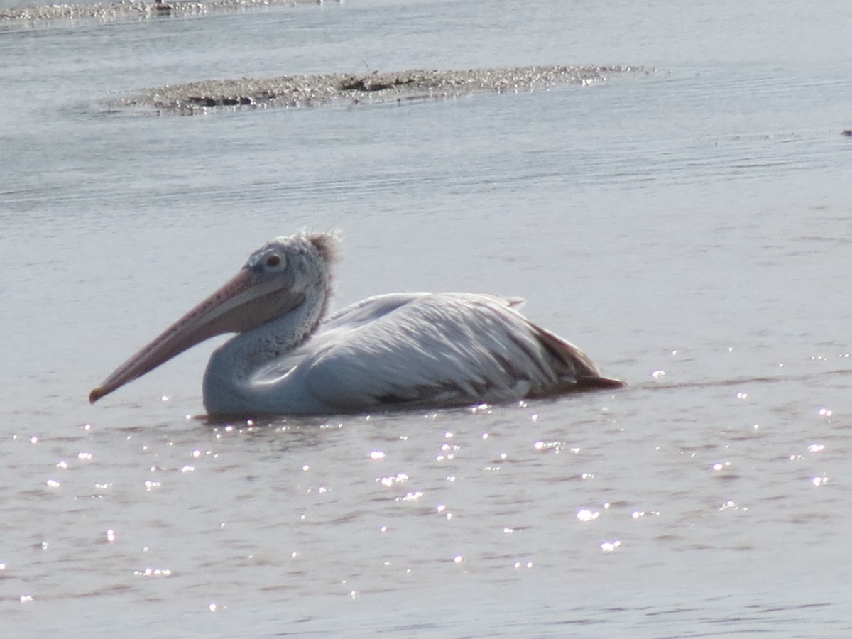 Spot-billed Pelican - ML23028331