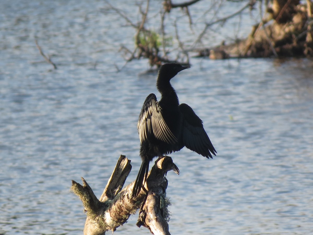 Little Cormorant - ML23028411