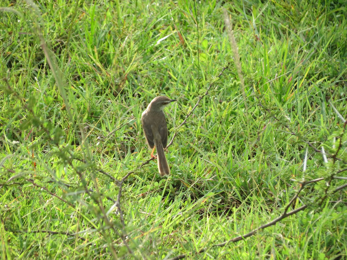 Plain Prinia - ML23028561