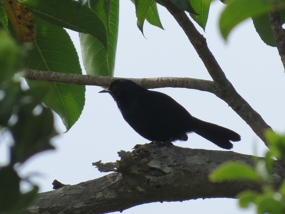 Indian Robin - ML23028581