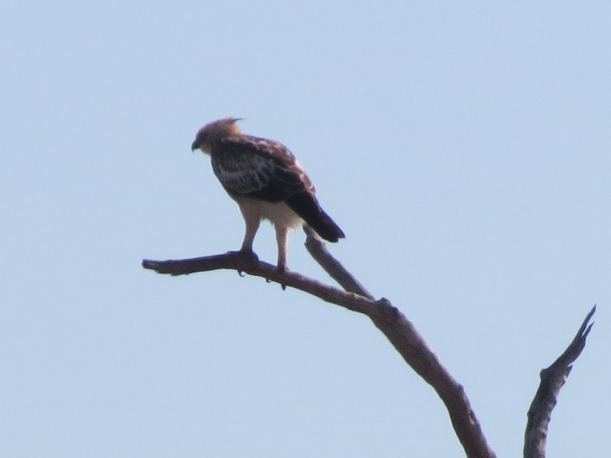 Indienhaubenadler (cirrhatus/ceylanensis) - ML23028601