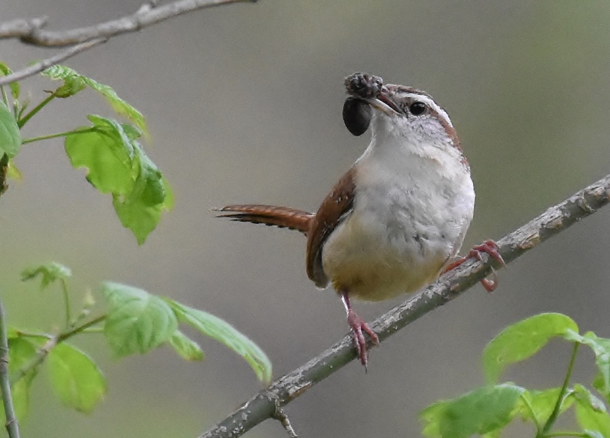 Carolina Wren - ML230286231