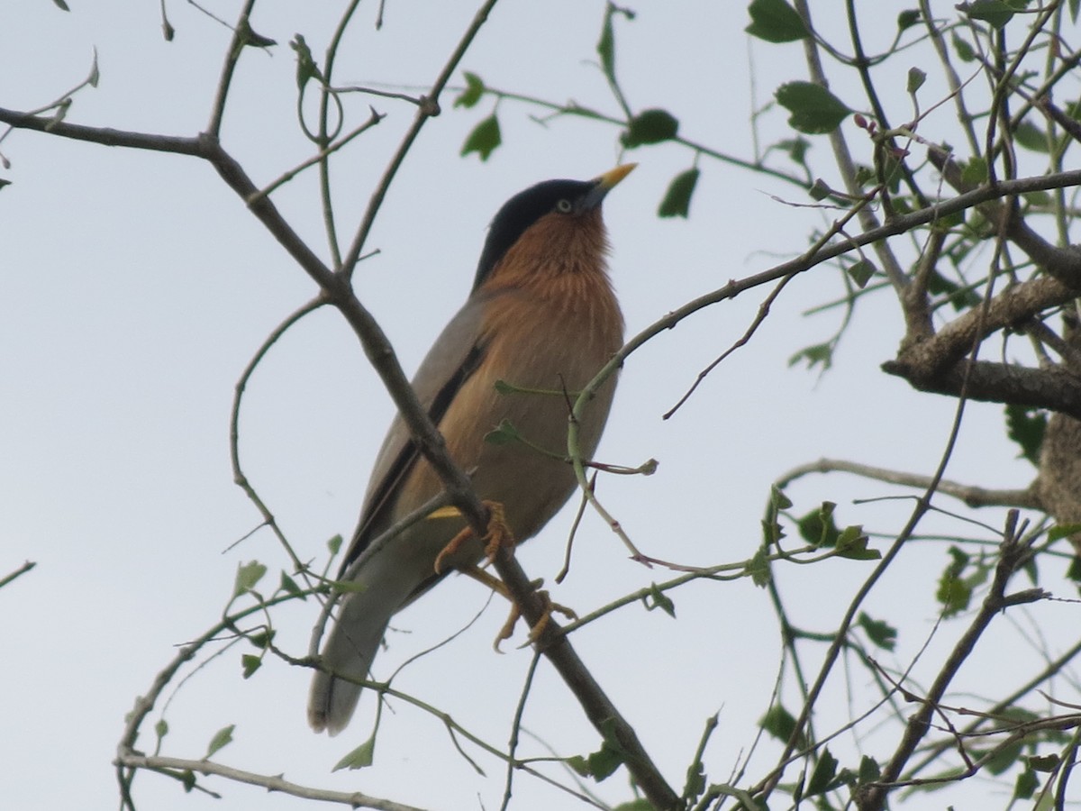 Brahminy Starling - ML23028651