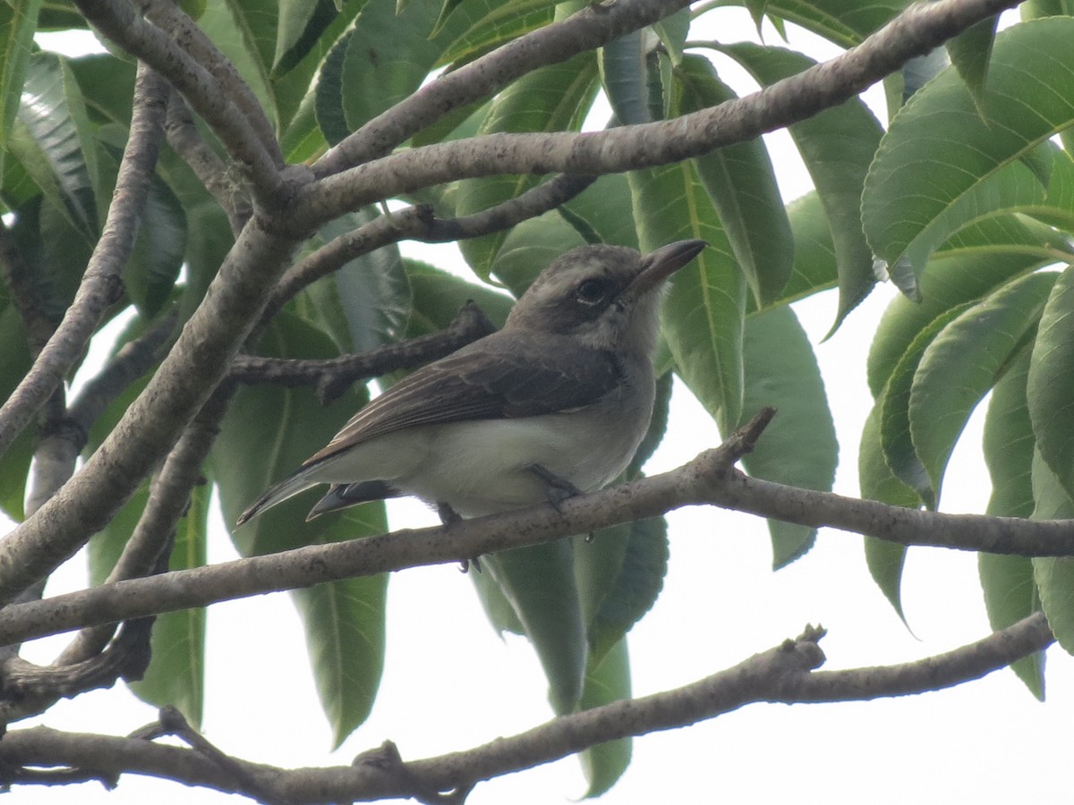 Sri Lanka Woodshrike - ML23028701