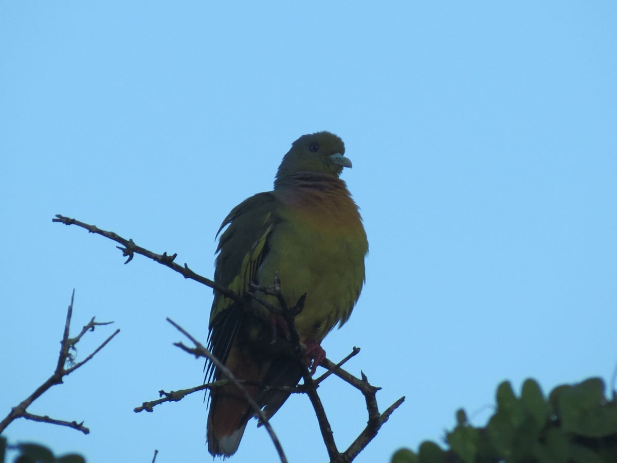 Orange-breasted Green-Pigeon - Thomas Brooks