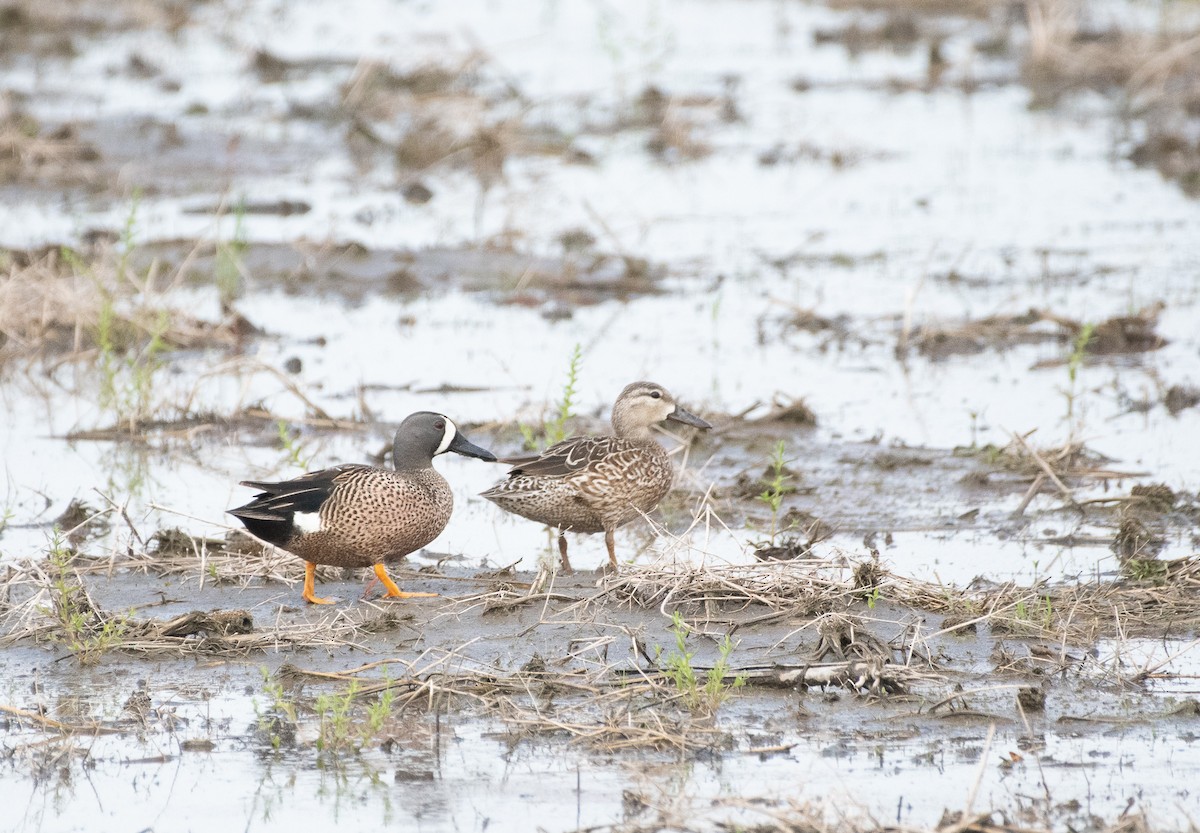 Blue-winged Teal - ML230287741