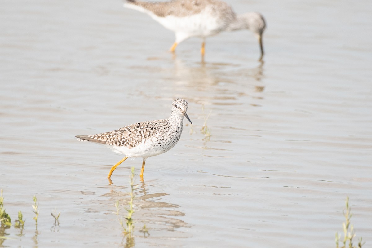 Lesser Yellowlegs - ML230287901