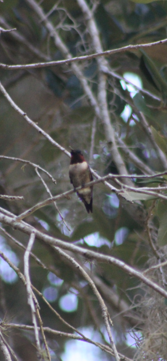 Yakut Boğazlı Kolibri - ML230289321