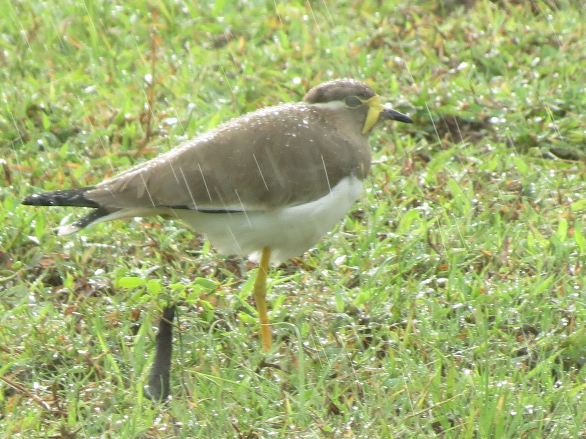 Yellow-wattled Lapwing - ML23028951