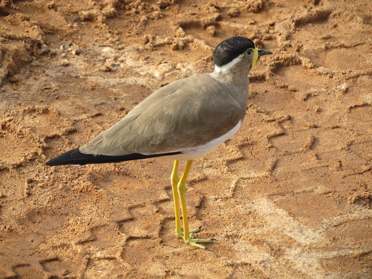 Yellow-wattled Lapwing - Thomas Brooks