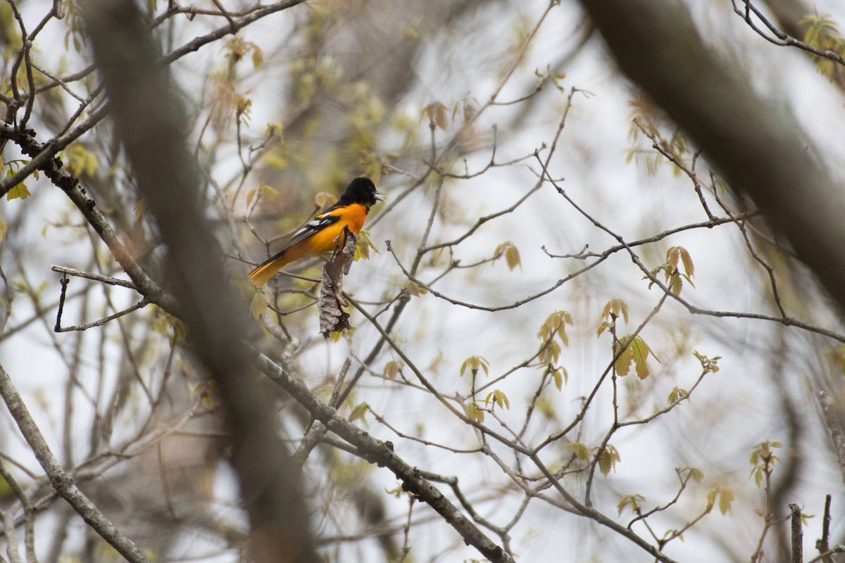 Baltimore Oriole - ML230290461