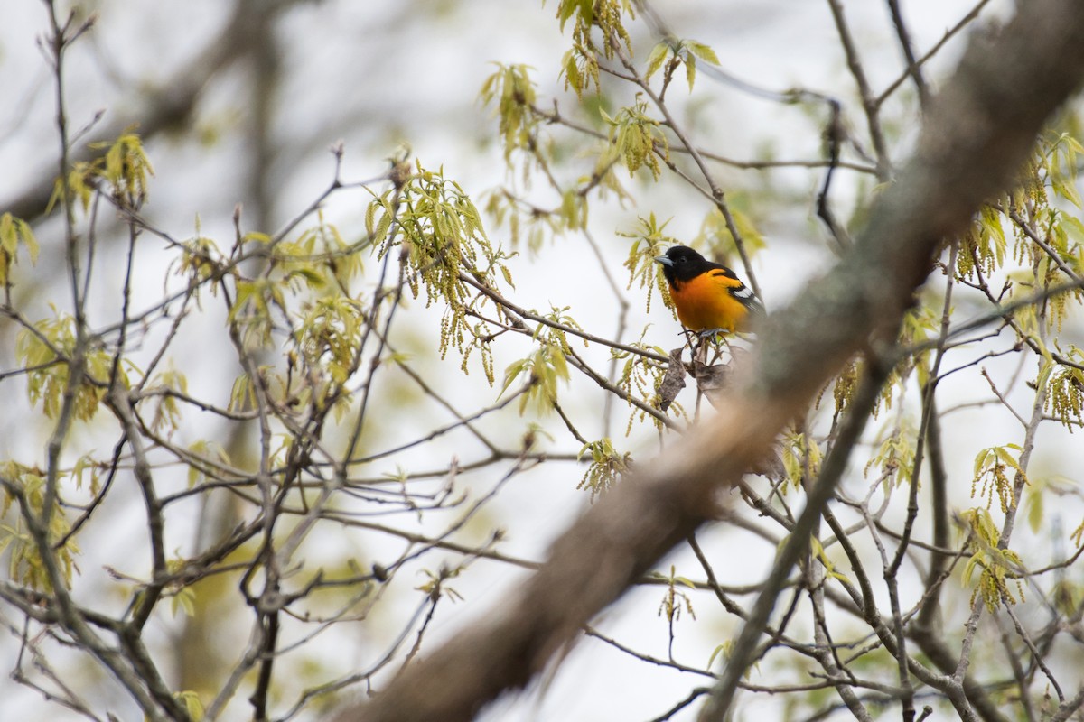 Baltimore Oriole - ML230290871