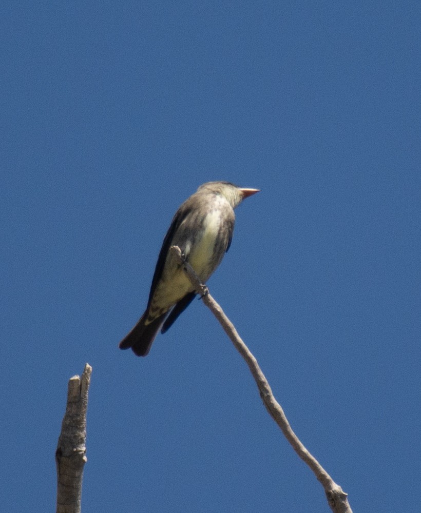 Olive-sided Flycatcher - ML230293551