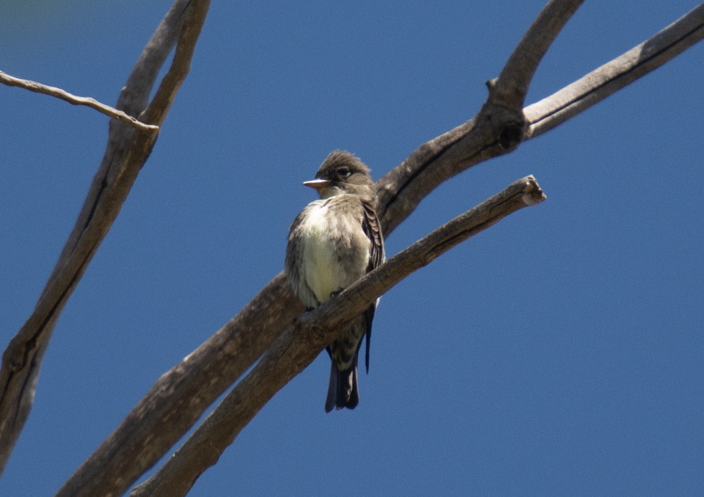 Olive-sided Flycatcher - ML230293591