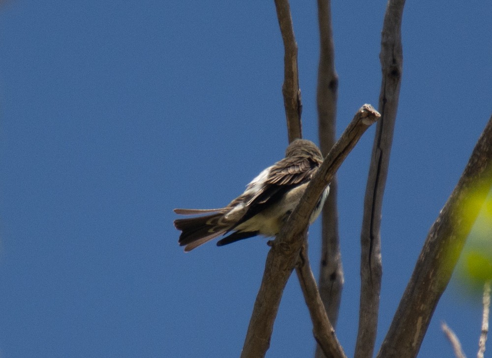 Olive-sided Flycatcher - ML230293601