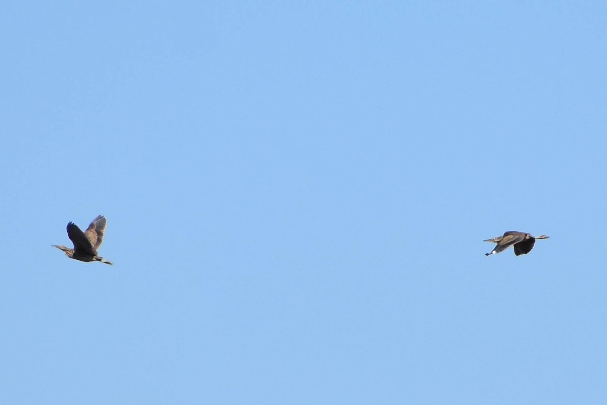 American Bittern - ML230295901