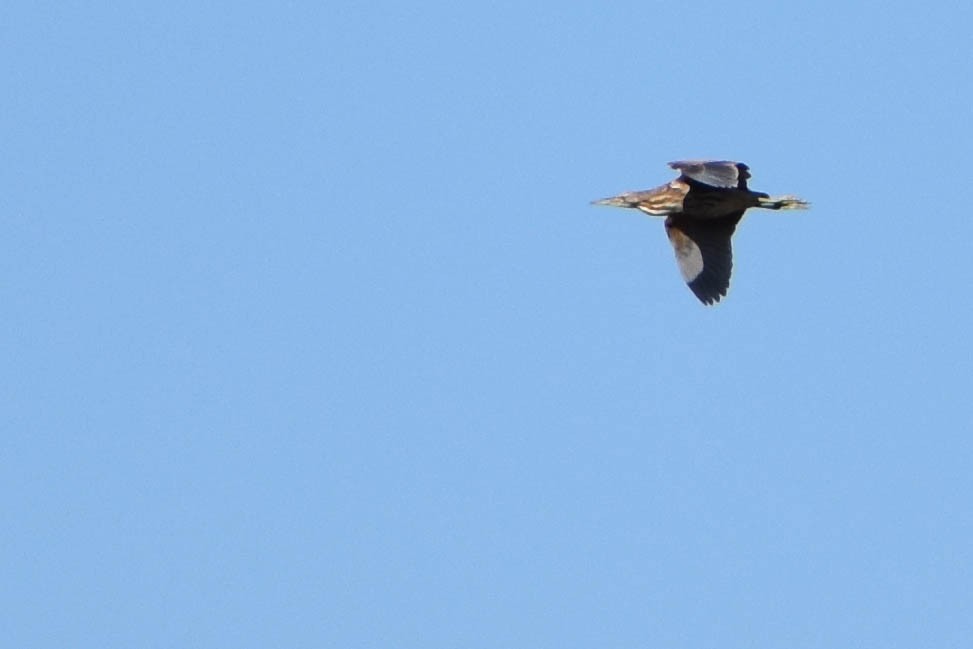 American Bittern - Andrea Heine