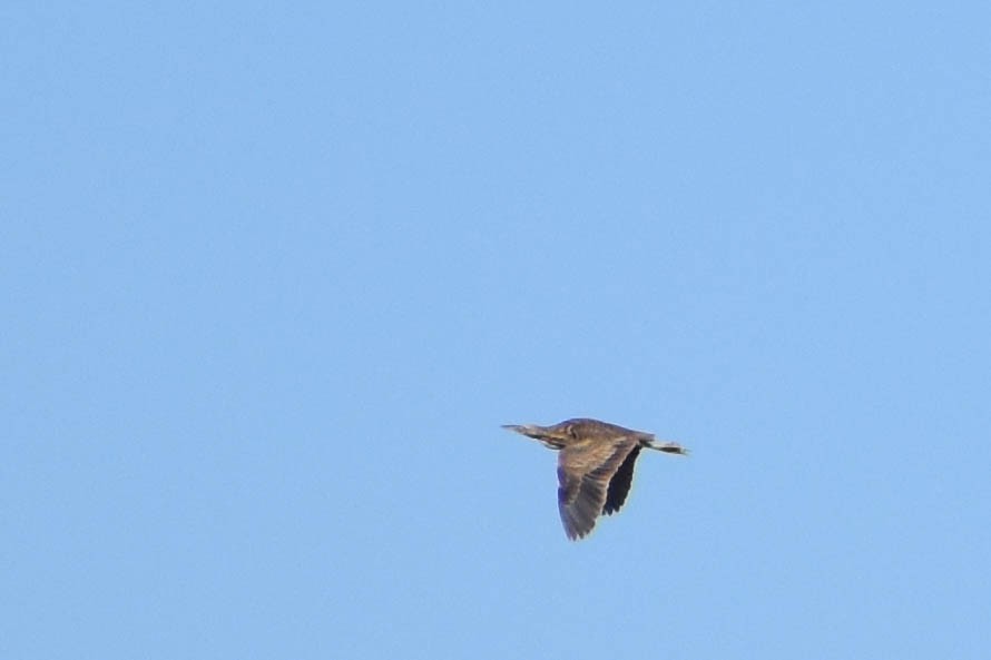 American Bittern - ML230295941