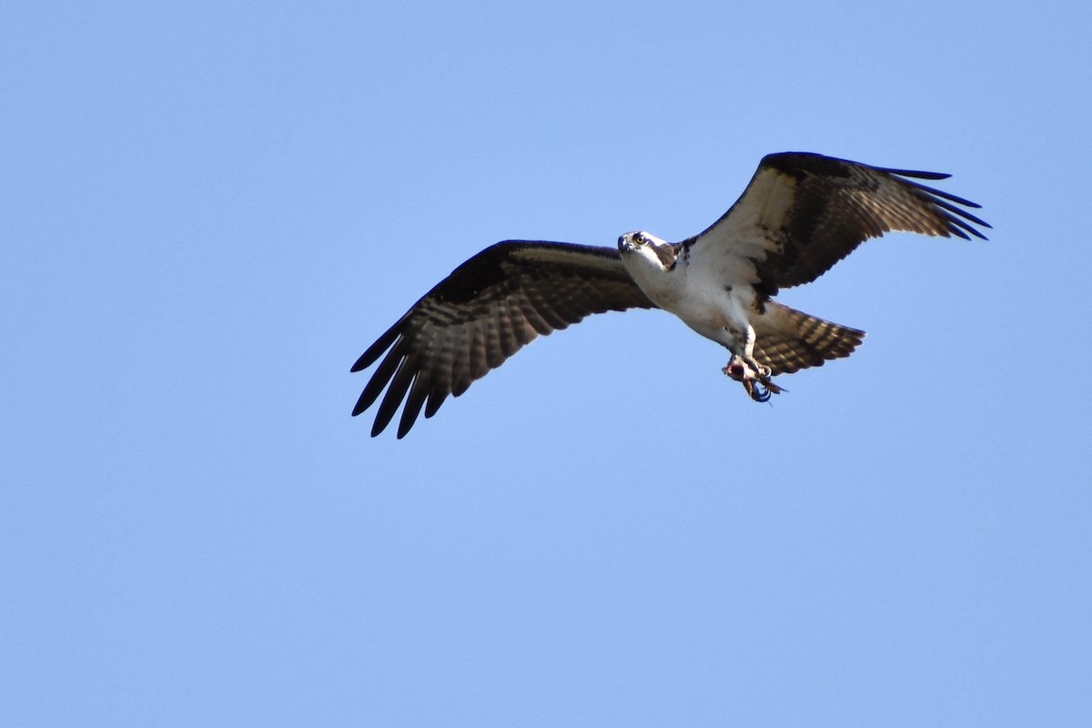 Osprey - Andrea Heine