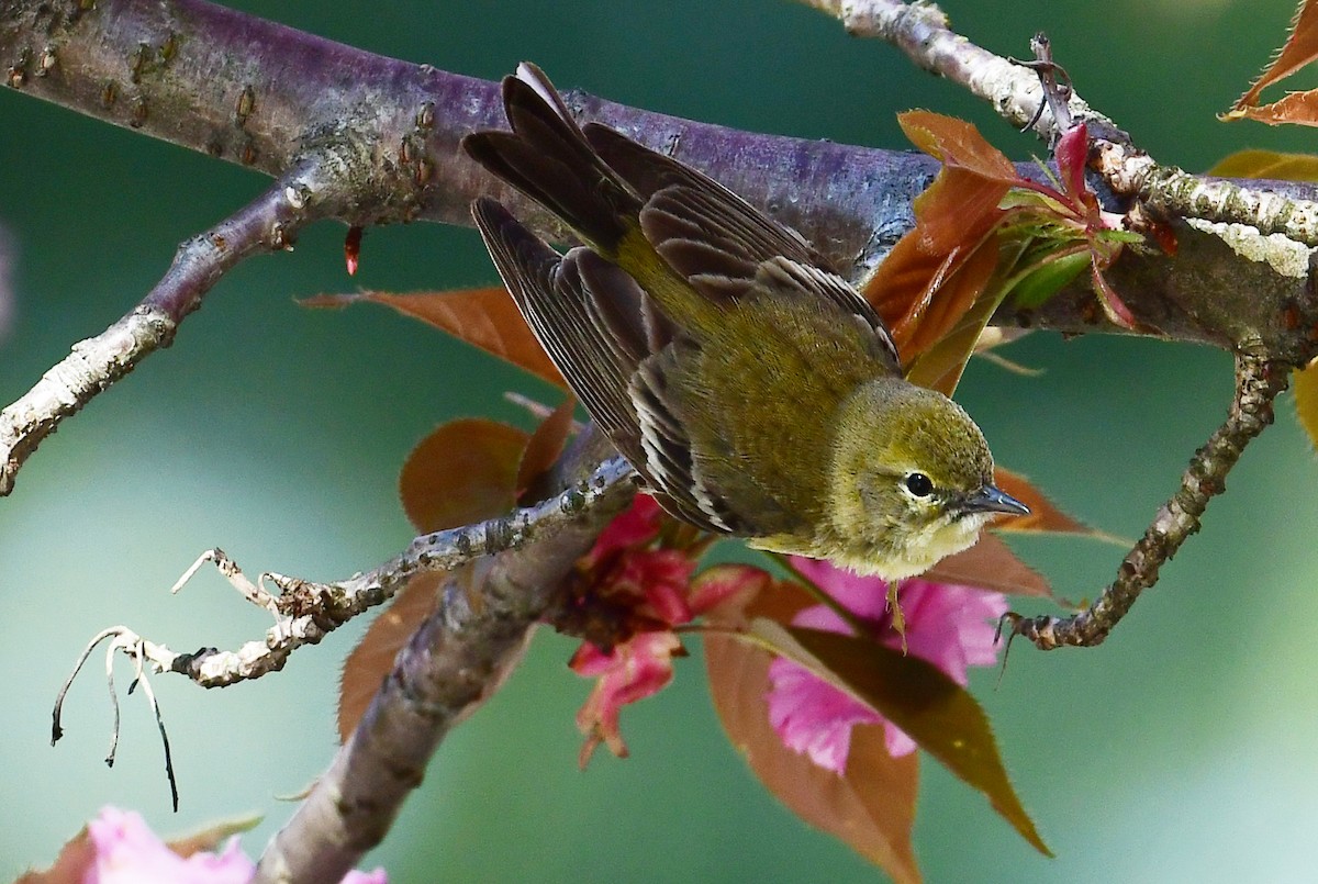 Pine Warbler - ML230297601